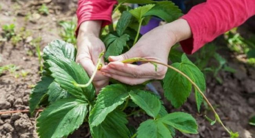 Popis a charakteristika jahod vivaldi, pravidla výsadby a péče